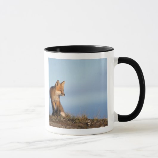 赤狐, Vulpes vulpes マグカップ (右)