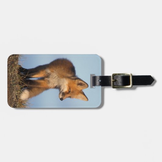 赤狐, Vulpes vulpes ラゲッジタグ (正面横)