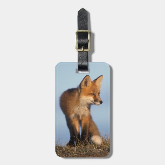 赤狐, Vulpes vulpes ラゲッジタグ (正面縦)