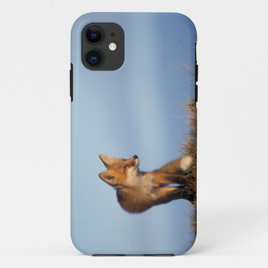 赤狐, Vulpes vulpes Case-Mate iPhoneケース (裏面)