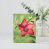 赤独身のい花を緑に ポストカード (スタンド正面)