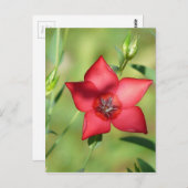 赤独身のい花を緑に ポストカード (正面/裏面)