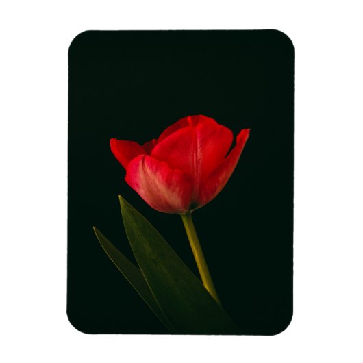 赤独身のチューリップ マグネット (縦)