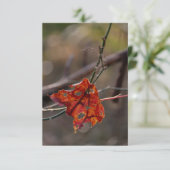 赤独身の葉 サンキューカード (スタンド正面)