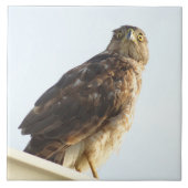 赤猫瓦 タイル (正面)