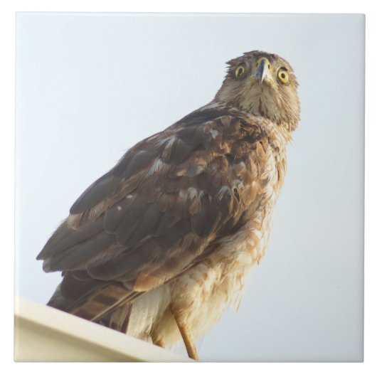 赤猫瓦 タイル (正面)