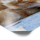 赤猫 フォトプリント            (角)