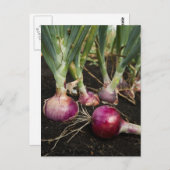 赤玉ねぎ ポストカード (正面/裏面)