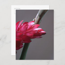 赤生姜フラワーポストカード ポストカード