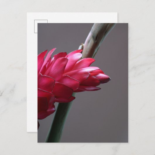 赤生姜フラワーポストカード ポストカード (正面/裏面)