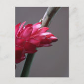 赤生姜フラワーポストカード ポストカード (正面)