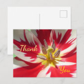 赤白のチューリップのクローズアップ サンクス ポストカード (正面/裏面)