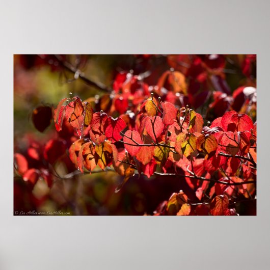 赤白熱［赤熱］光を放つとオレンジの紅葉ポスター ポスター (正面)