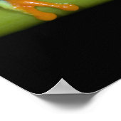 赤目のツノガエル(Agalychnis calidras) ポスター (角)