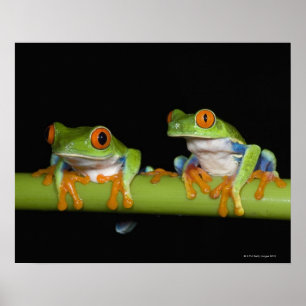 赤目のツノガエル(Agalychnis calidras) ポスター