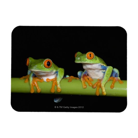 赤目のツノガエル(Agalychnis calidras) マグネット (横)