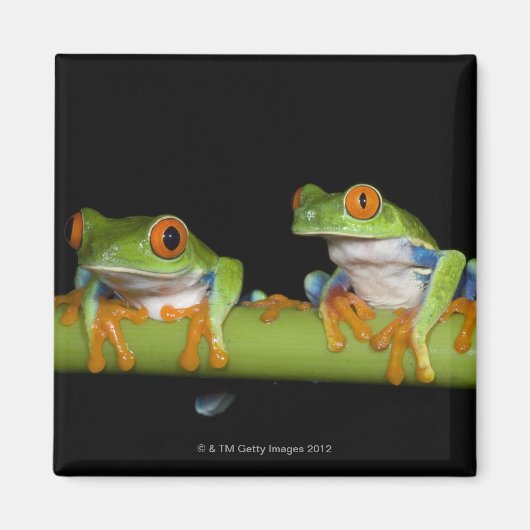 赤目のツリガエル(Agalychnis calidras)オン マグネット (正面)