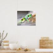 赤目ツリーフロッグ霧の中で、アガリチニス2 ポスター (キッチン)