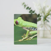 赤目緑のツリーカエル葉書 ポストカード (スタンド正面)