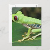 赤目緑のツリーカエル葉書 ポストカード (正面/裏面)