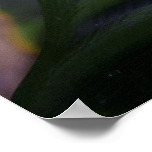 赤目蛙の葉 ポスター (角)