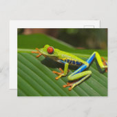 赤目蛙はがき ポストカード (正面/裏面)