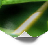 赤目蝉 ポスター (コーナー)