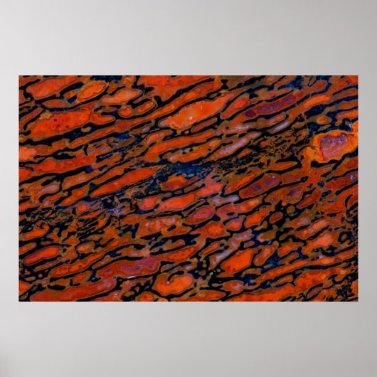 赤石化恐竜の骨 ポスター (正面)