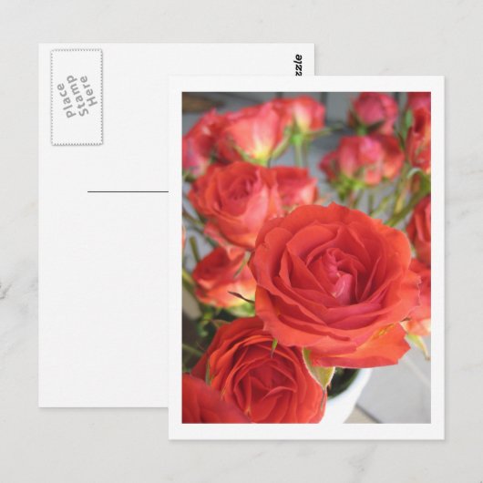 赤紅薔薇 ポストカード (正面/裏面)