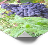 赤素晴らしワイングレープオブザワールド ポスター (角)