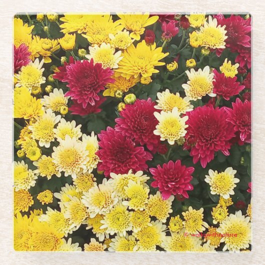 赤素晴らし金ゴールド秋菊の花 ガラスコースター (正面)