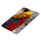 赤素晴らし金雉の輪郭 マグネット (左側)