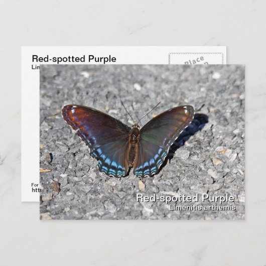 赤紫はがき ポストカード (正面/裏面)