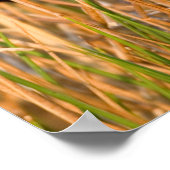 赤羽の黒鳥のオスの歌 ポスター (角)