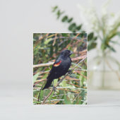 赤翼の黒鳥 ポストカード (スタンド正面)