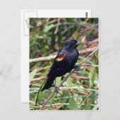 赤翼の黒鳥 ポストカード (正面/裏面)