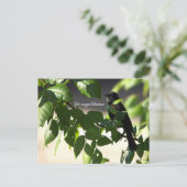 赤翼ブラックバードハガキ ポストカード (スタンド正面)