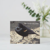 赤翼ブラックバードハガキ ポストカード (スタンド正面)