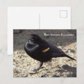 赤翼ブラックバードハガキ ポストカード (正面/裏面)