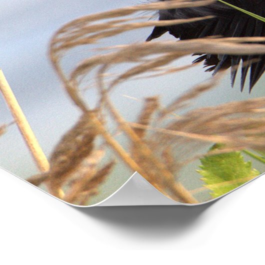 赤翼ブラックバードポスター ポスター (角)