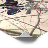 赤翼ブラックバードポスター ポスター (角)