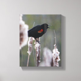 赤翼ブラックバード(アゲライオス・フェニキア) キャンバスプリント