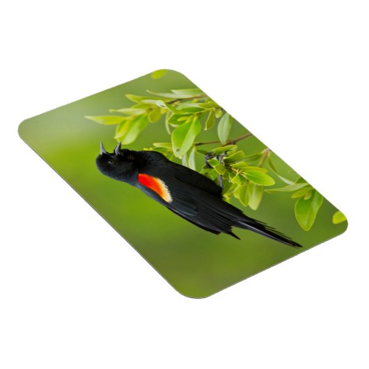 赤翼ブラックバード(アゲライオス・フェニキア) マグネット (右側)