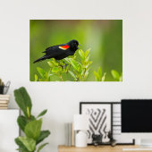 赤翼ブラックバード（フェニキア） ポスター (ホームオフィス)