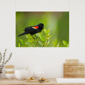 赤翼ブラックバード（フェニキア） ポスター (キッチン)