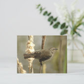 赤翼ブラックバード(女性)はがき ポストカード (スタンド正面)