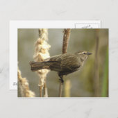 赤翼ブラックバード(女性)はがき ポストカード (正面/裏面)