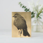 赤翼黒鳥女2葉書 ポストカード (スタンド正面)