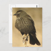 赤翼黒鳥女2葉書 ポストカード (正面/裏面)