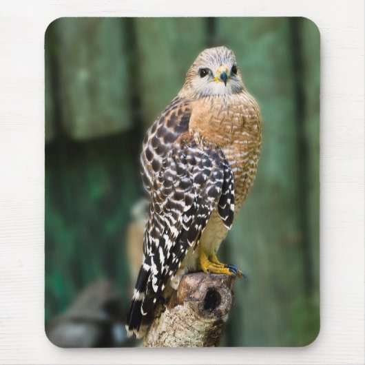 赤背負われたタカのマウスパッド マウスパッド (正面)